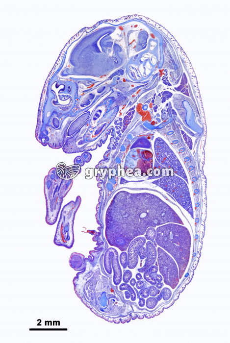 Embryon de Souris coupe totale CL x2 - gryphea.com